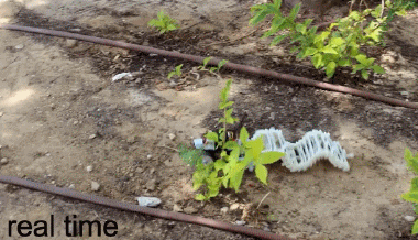 造个波浪！看小机器人如何扭动前进