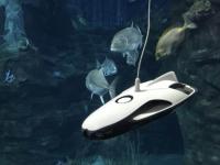 与鱼儿在水底共舞是一种什么体验？