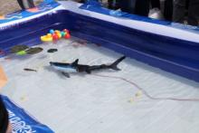 水下机器人通过首航考验 更多仿生机器鱼即将“出海”