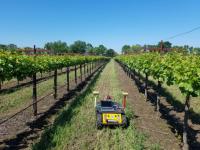 机器人帮助灌溉葡萄？加利福尼亚州或将实现