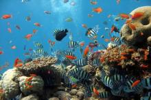 一种能隐身在水下生物中的机器鱼