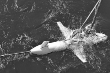 无人监测助力“智慧海洋”