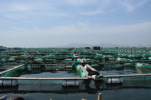 这片鱼塘我们包了！吉影水下机器人改变传统水产养殖业