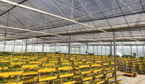 蔬菜也能玩漂移！科钛机器人助力江苏省农科院打造农业自动化