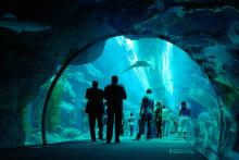 卫星、声波、二进制……水下通信究竟有哪些可能？