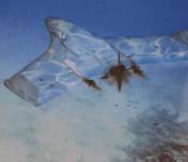 无人机还能飞到水里游？这也太科幻了吧！新加坡推出两栖无人机