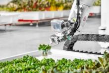 让机器人种植蔬菜 Iron Ox公司在加州开设了第一家无人农场