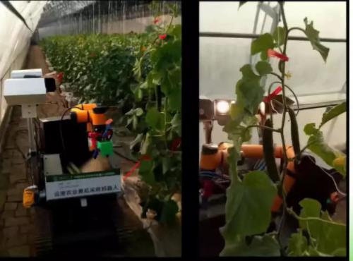 摘瓜、喷药、除草——博田机器人研发种地“能手”