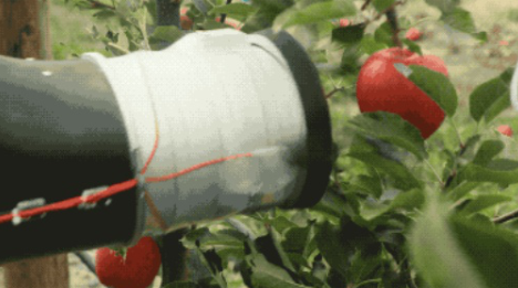 机器人摘苹果 果农的“世界末日”来临了吗？