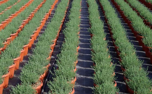 这些国家的植物工厂，已经完全可以用智能机器人代替人工了！