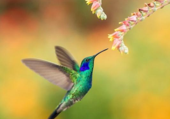 可怕 这种AI蜂鸟机器人将是未来战争的大杀器