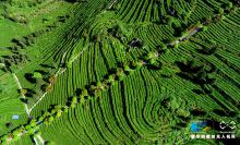 无人机航拍：重庆酉阳3000余亩高山乌龙茶开采