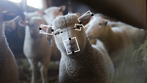 人工智能的下一个道德挑战：如何对待动物 