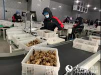 借助无人机 雅江松茸24小时内可上餐桌