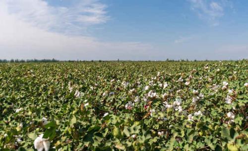 亩产值提高10% 无人机打药造福新疆棉农