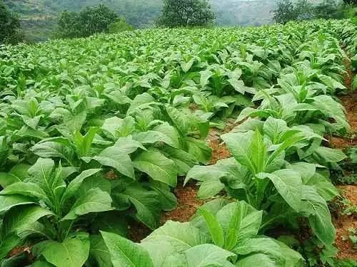 关于烟草行业AGV的应用