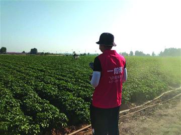 土豆防治病虫害用上无人机