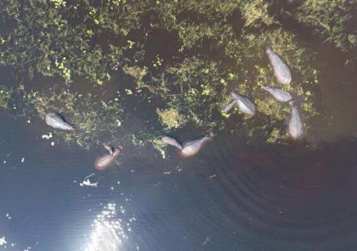 用无人机监视河马以帮助保护工作