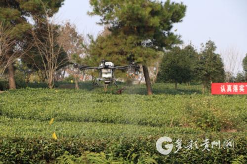 无人机飞防技术将成为湄潭欧标茶园建设技术支撑