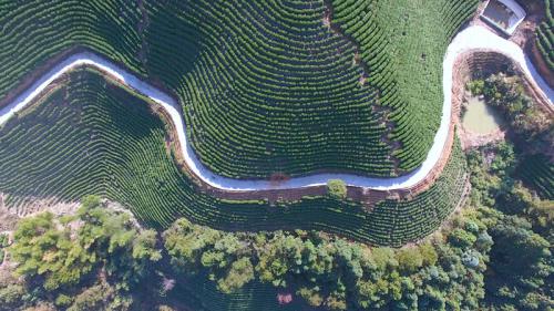 无人机看淳安——航拍大墅千亩茶山、桔林