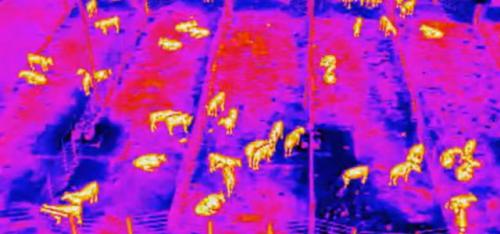 究竟那头牛的温度有毛病，这次无人机说了算！