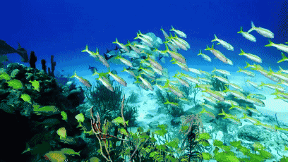 国内水下机器人产业最全解读