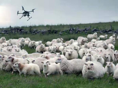 2500万只羊怎么放？新西兰人解锁了无人机放牧的N种玩法