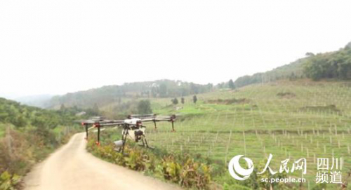 农田飞进无人机 邛崃抗疫春耕两不误