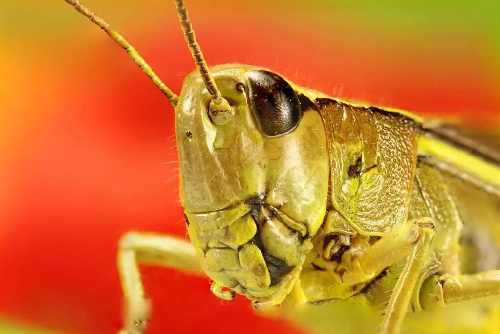 只是形似的蝗虫无人机