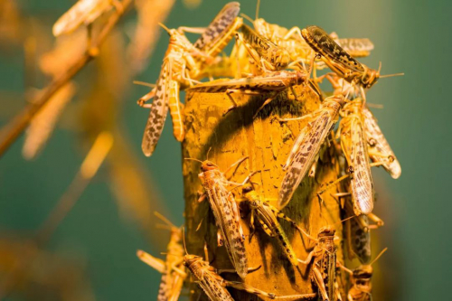 无人机如何防治蝗虫？