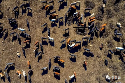 无人机农业除了可以植保作业竟还有这些作用...