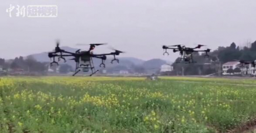 四川西充：无人机为十万亩优质有机粮油基地洒药施肥 