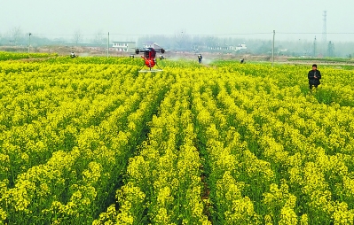 “西湖”无人机鼎城防治油菜菌核病