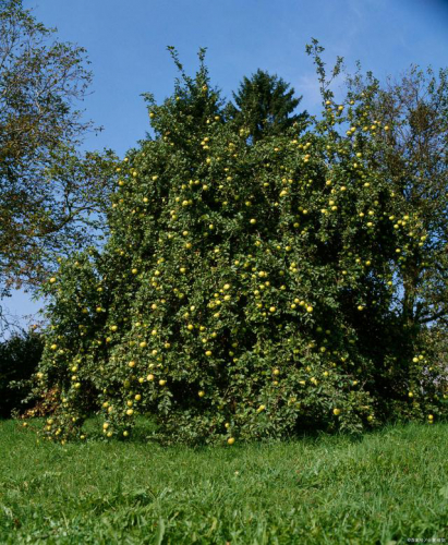 果树可以使用“无人机”来喷洒农药吗？要注意哪些？