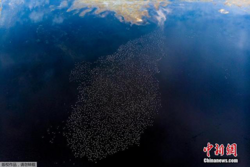 无人机拍摄匈牙利大雁迁徙画面 密密麻麻场面壮观