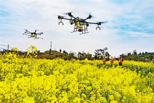 大足：无人机高效植保