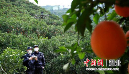 秭归警方出动无人机护航柑橘销售