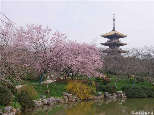 无人机带你云赏樱