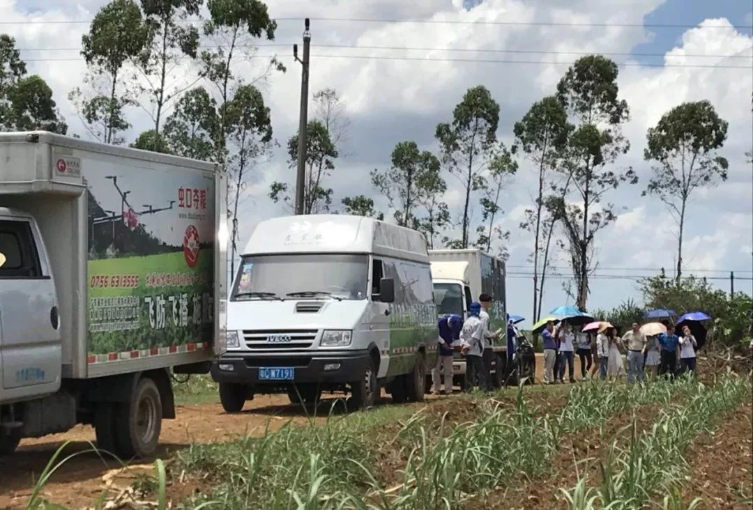 效果拔群!广东甘蔗地利用植保无人机喷洒农药