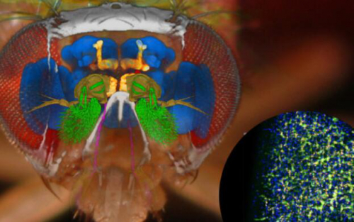 果蝇启发AI芯片帮助无人机避开障碍物节省电量