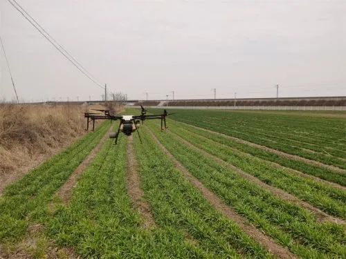 效率比人工高15倍！平度田庄无人机助力小麦春管 