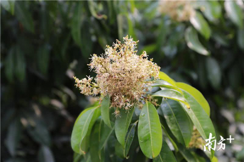 无人机带你“云”赏荔枝花海