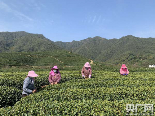 院士站台、无人机送茶、云上直播销售……西湖龙井即将全面开采