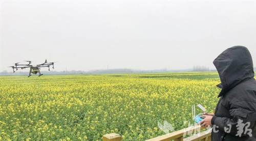 应城：无人机助阵，30多万亩春季作物开展病虫害防治