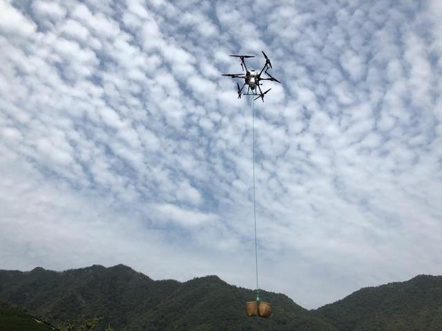 春光下 龙坞的采茶工们开忙了 无人机成了好帮手