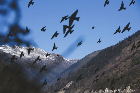 无人机近距追逐拍摄鸟群迁徙引争议：保持距离or没啥影响？