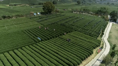 西湖龙井茶今起全面开采，专车、无人机齐上阵！今年茶叶品质更好！