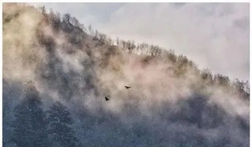 “无人机拍鸟”引发争议：近距离拍摄、追逐鸟群是否干扰正常栖息