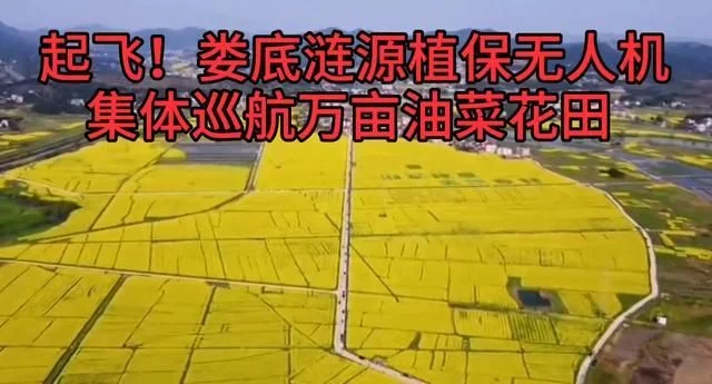 油菜花田植保无人机喷洒农药