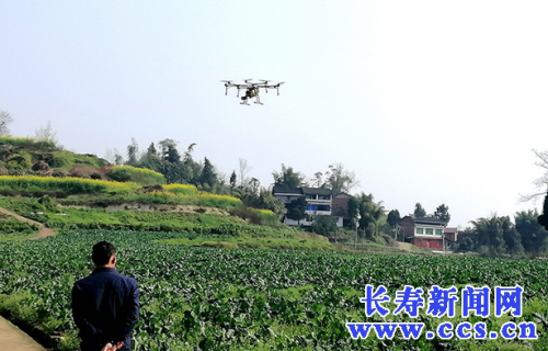 石堰：防疫生产两不误 无人机喷药施肥省时省力